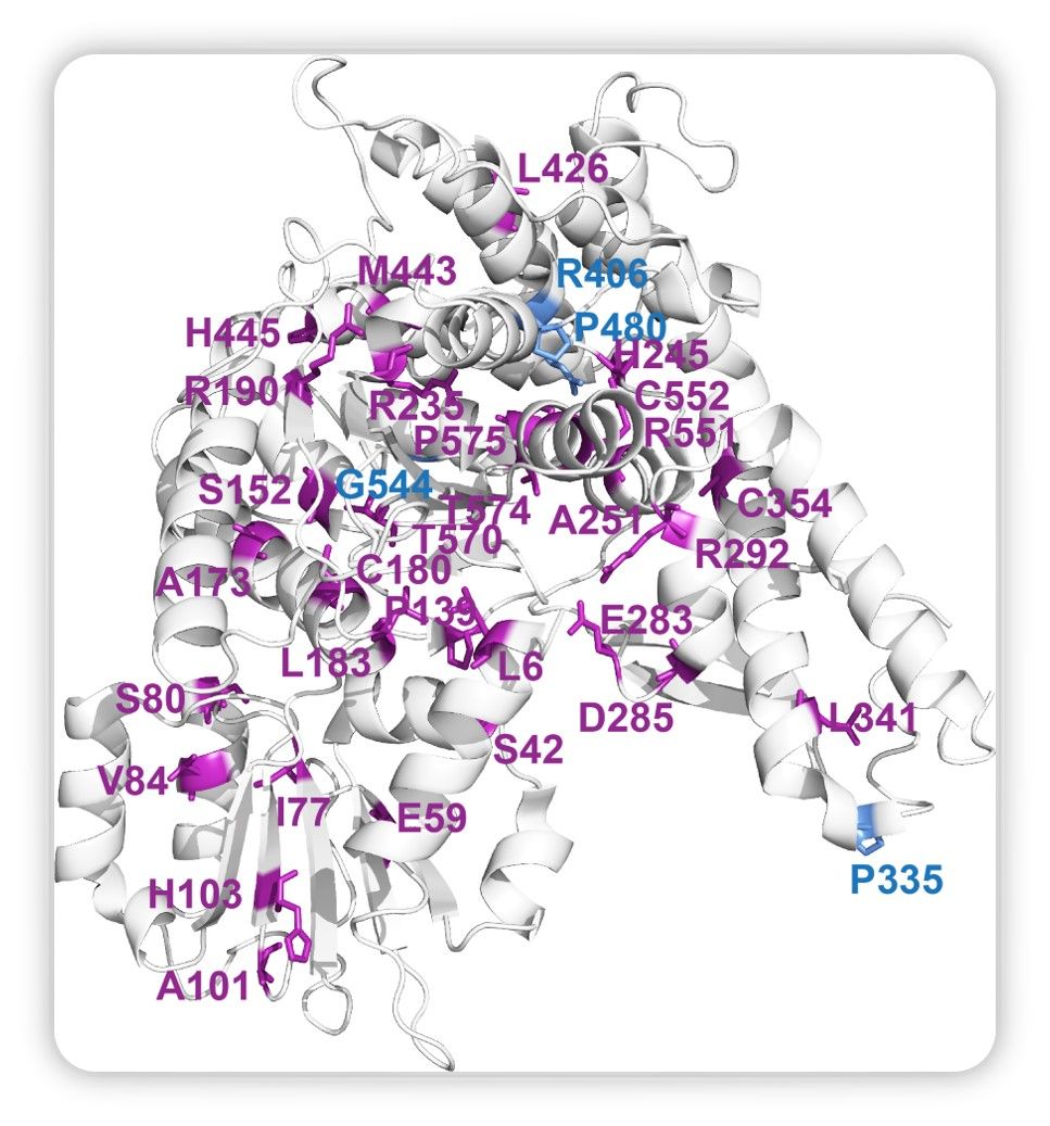 Protein aggregation cause by Munc-18 mutations